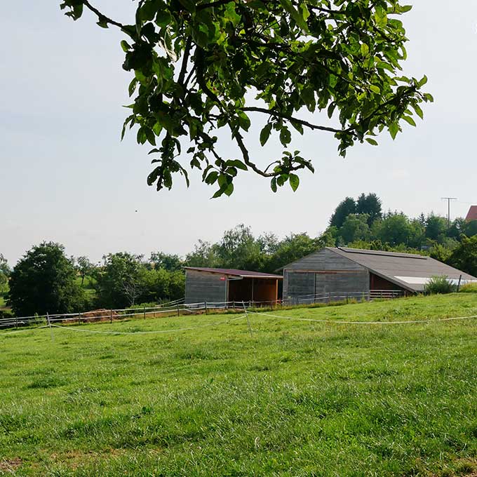 Eine ländliche Landschaft mit einer Wiese im Vordergrund. Im Mittelgrund sind zwei Holzscheunen zu sehen und im Hintergrund dichte Bäume. Zweige mit grünen Blättern rahmen das Bild von oben ein. Der Himmel ist klar und sonnig.