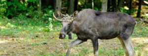 Ein Elch mit kurzem Geweih spaziert auf grasbewachsenem Boden vor einem bewaldeten Hintergrund im Tierpark Bad Mergentheim, umgeben von grünem Laub und Bäumen.