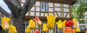 Eine Nahaufnahme von gelben und orangefarbenen Tulpen vor einem Fachwerkhaus, mit einem Baumstamm und grünen Blättern auf der linken Seite - eine einladende Szene für Musik im Hof.