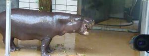Ein Nilpferd steht mit geöffnetem Maul auf dem nassen Betonboden neben einer Metallkonstruktion in einem Zoogehege der Wilhelma Stuttgart.